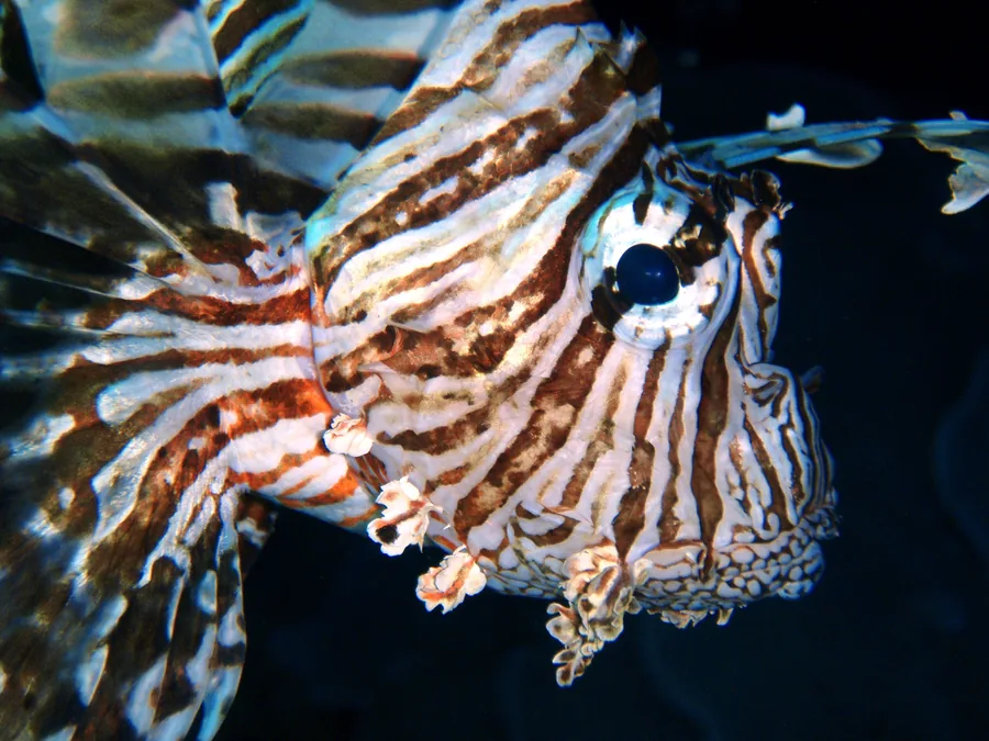 Close-up photograph of a lionfish underwater