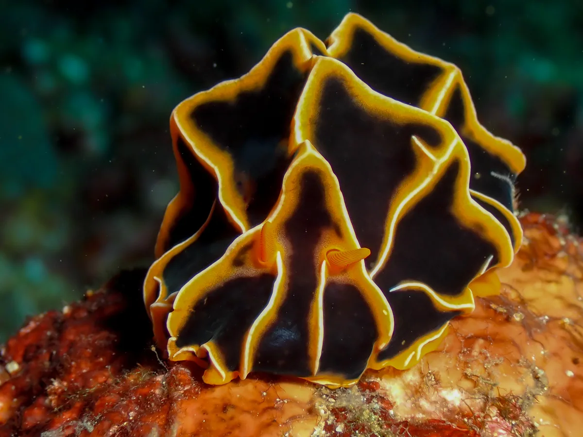 Black and yellow nudibranch photographed underwater