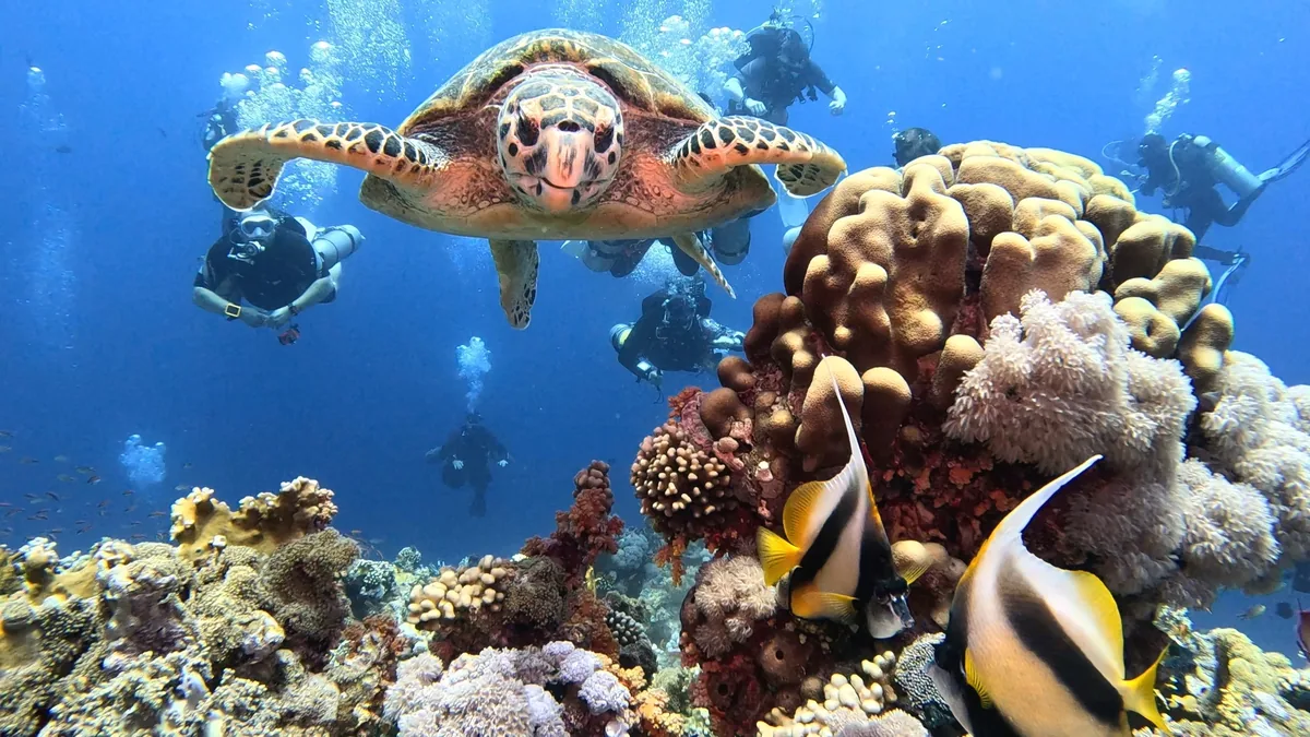Turtle swimming above coral with scuba divers behind it