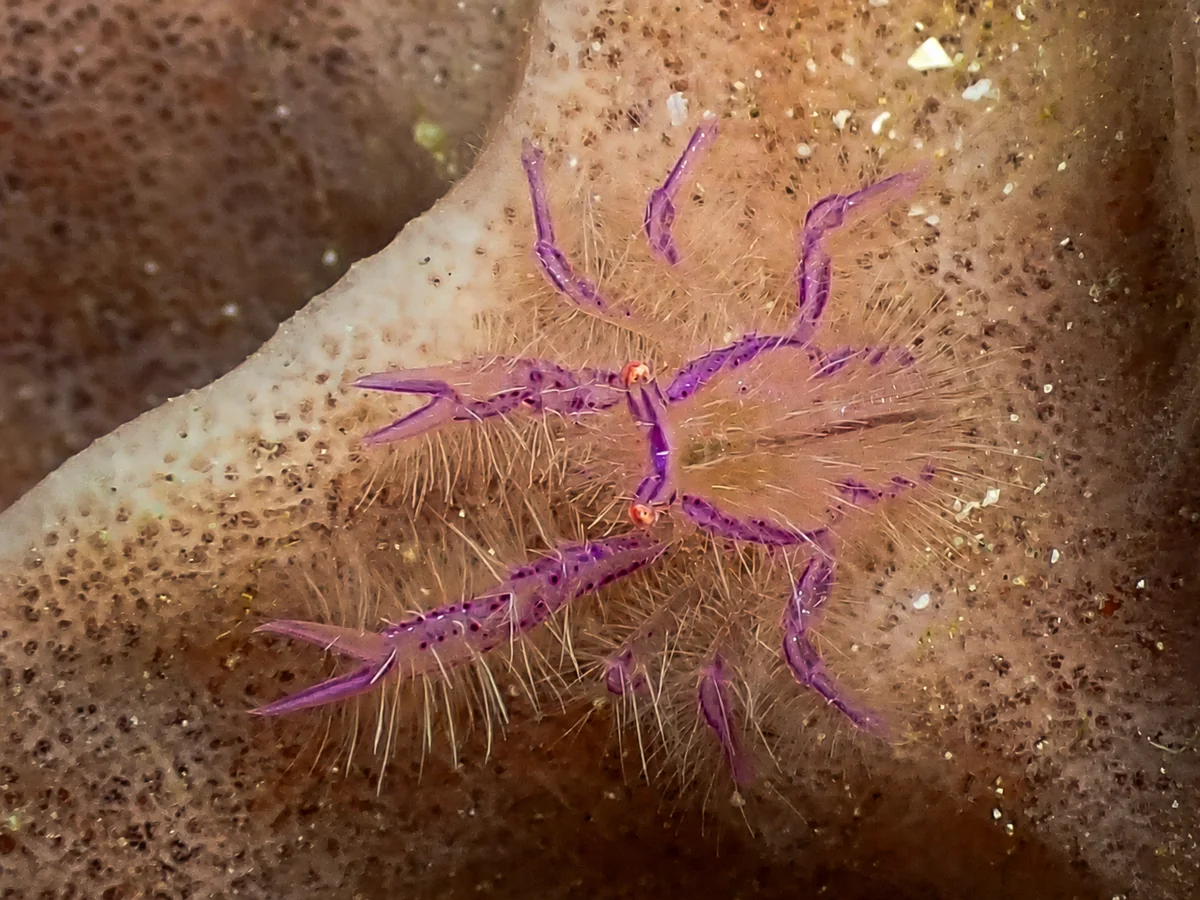 Small purple macro marine-life subject photographed underwater