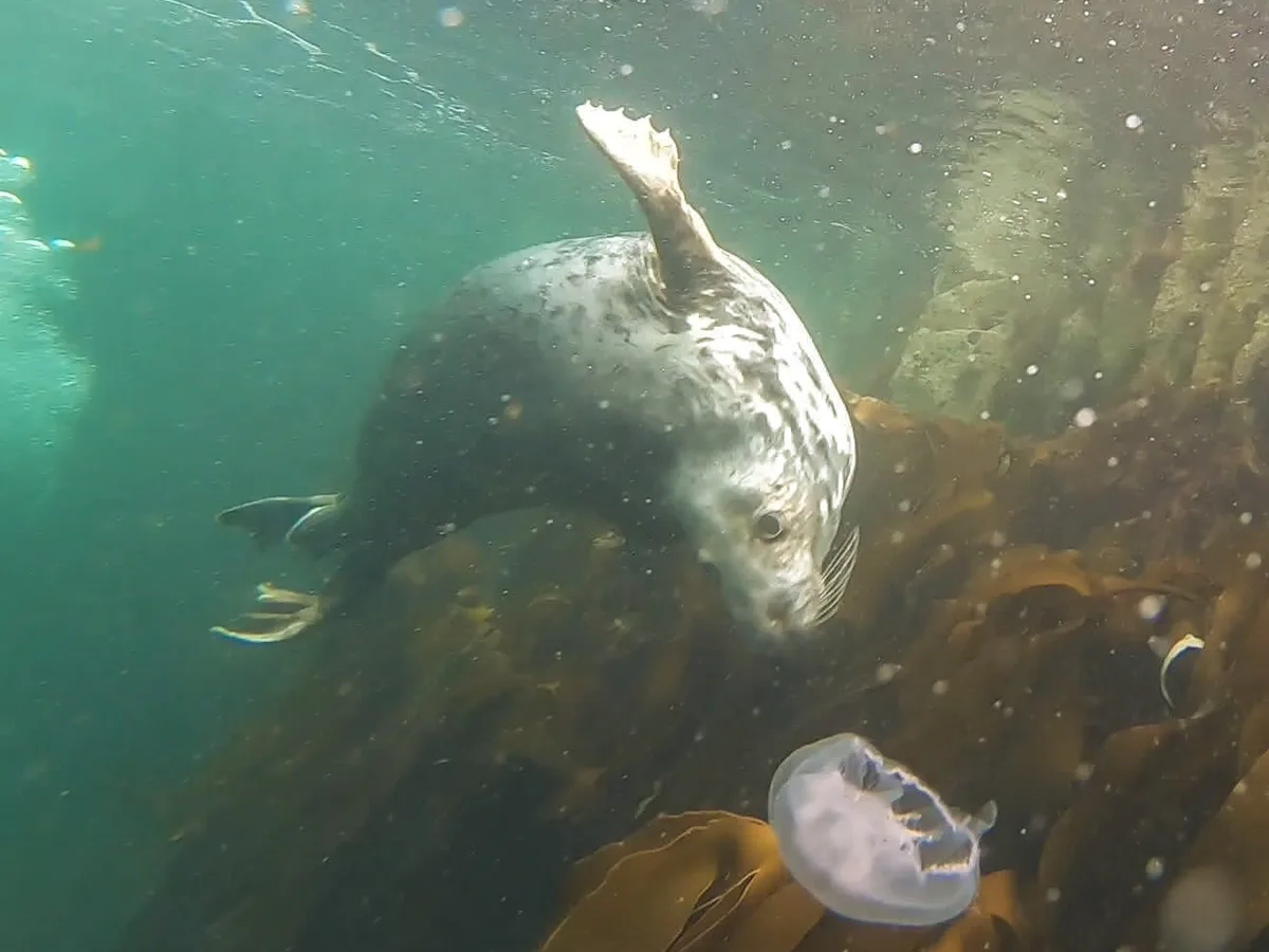 Grey seal swimming through kelp in UK cold water